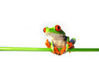 Rotaugenlaubfrosch 84, Agalychnis callidryas