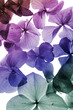 Photo en ligne au meilleur prix colorful flowers closeup