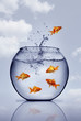 goldfish jumping out of the water goldfish jumping out of the water