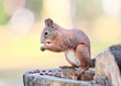 Red squirrel