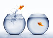 goldfish jumping out of the water