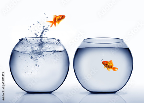 Foto: goldfish jumping out of the water goldfish jumping out of the water