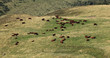 Cattles