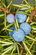 Wacholderbeeren