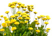 Chrysanthemum Flowers