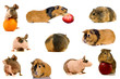 Photo en ligne au meilleur prix Group of different breeds of birds