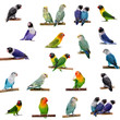 Set Lovebirds isolated on white (Agapornis)