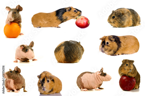 Photo: Group of different breeds of birds Group of different breeds of birds