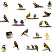 Group of small birds on the white background