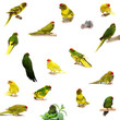 Set kakarikies isolated on white Set kakarikies isolated on white