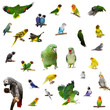 Photo: Set parrots and parakeets isolated on white Set parrots and parakeets isolated on white