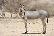 African wild ass African wild ass