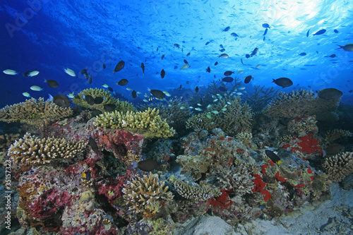Foto: Korallenriff, Coral Reef Korallenriff, Coral Reef