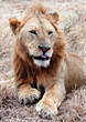Lion in africa