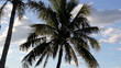 Palm tree blowing and swaying in the wind.
