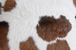 Photo: fur carpet fur carpet