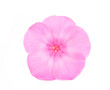 phlox flowers