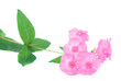 phlox flowers