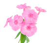 phlox flowers