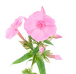 phlox flowers