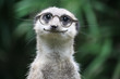 lächelndes Erdmännchen mit Brille