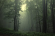 Green forest after rain