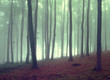 fog in a beautiful forest