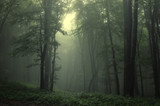 Green forest after rain - Fine Art prints