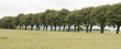 Avenue Through a Corn Field