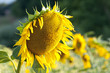 Girasole