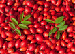 Hagebutten - Rosa canina