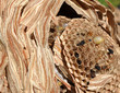 macro nid de frelons alvéoles