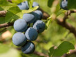 Schlehen - Prunus spinosa