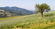Onion field Onion field