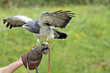 Halcón peregrino