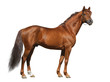 Photographie : Sorrel Don stallion isolated on white