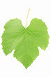 Grape leaf isolated on white background