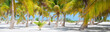 Palm trees