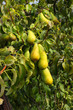 pear trees laden with fruit in an orchard in the sun pear trees laden with fruit in an orchard in the sun