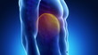 Male LIVER medical scan anatomy