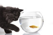 Cat looking for fish