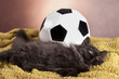 Cat and ball