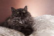Young Longhair cat
