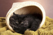 Young Longhair cat in basket