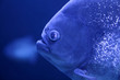 fish piranha macro face detail blue color water fish piranha macro face detail blue color water
