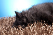Young Longhair cat
