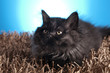 Young Longhair cat