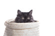 Young Longhair cat in basket