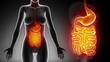 Female GUTS STOMACH anatomy in black detail loop