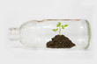 sprout